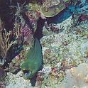 beliz_scubadiving (48)